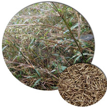 Cold resistant plant  Fargesia sp. 'Southern Yunnan' arrow bamboo seeds